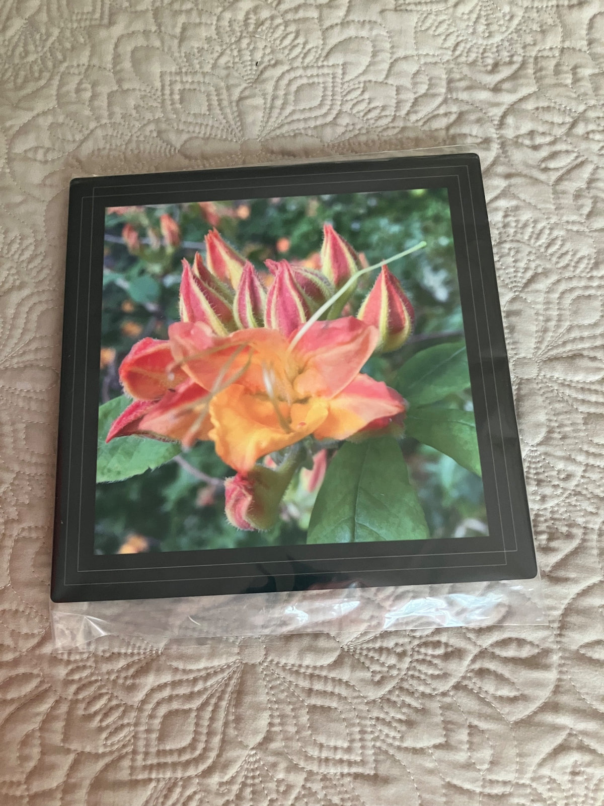 Original/durable-orange azalea by Tonya Arnold