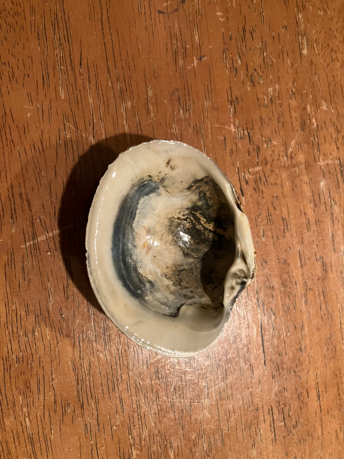 Clamshell jewelry holder