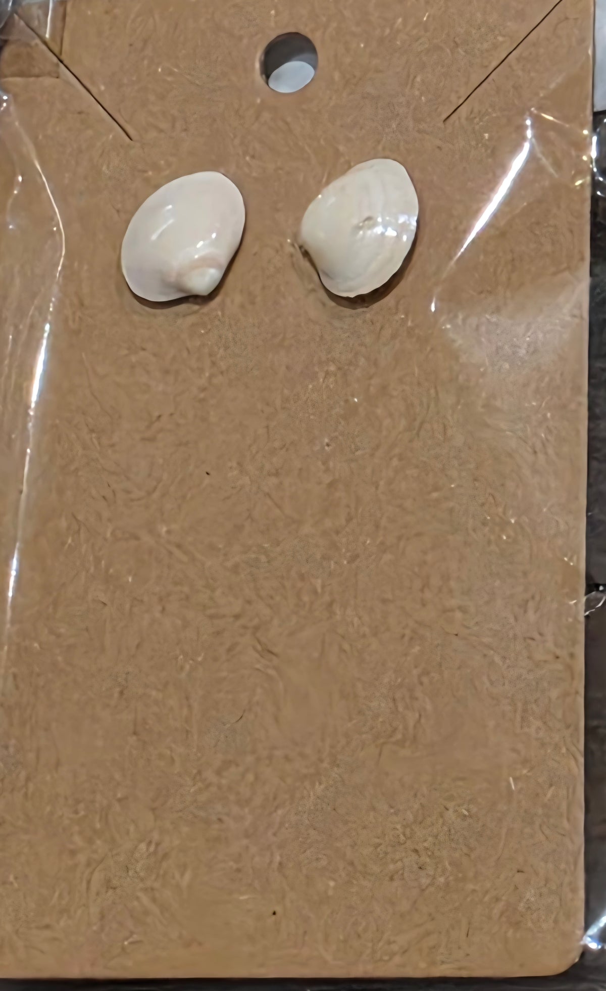 Tiny clam shell Studs by Tonya Arnold