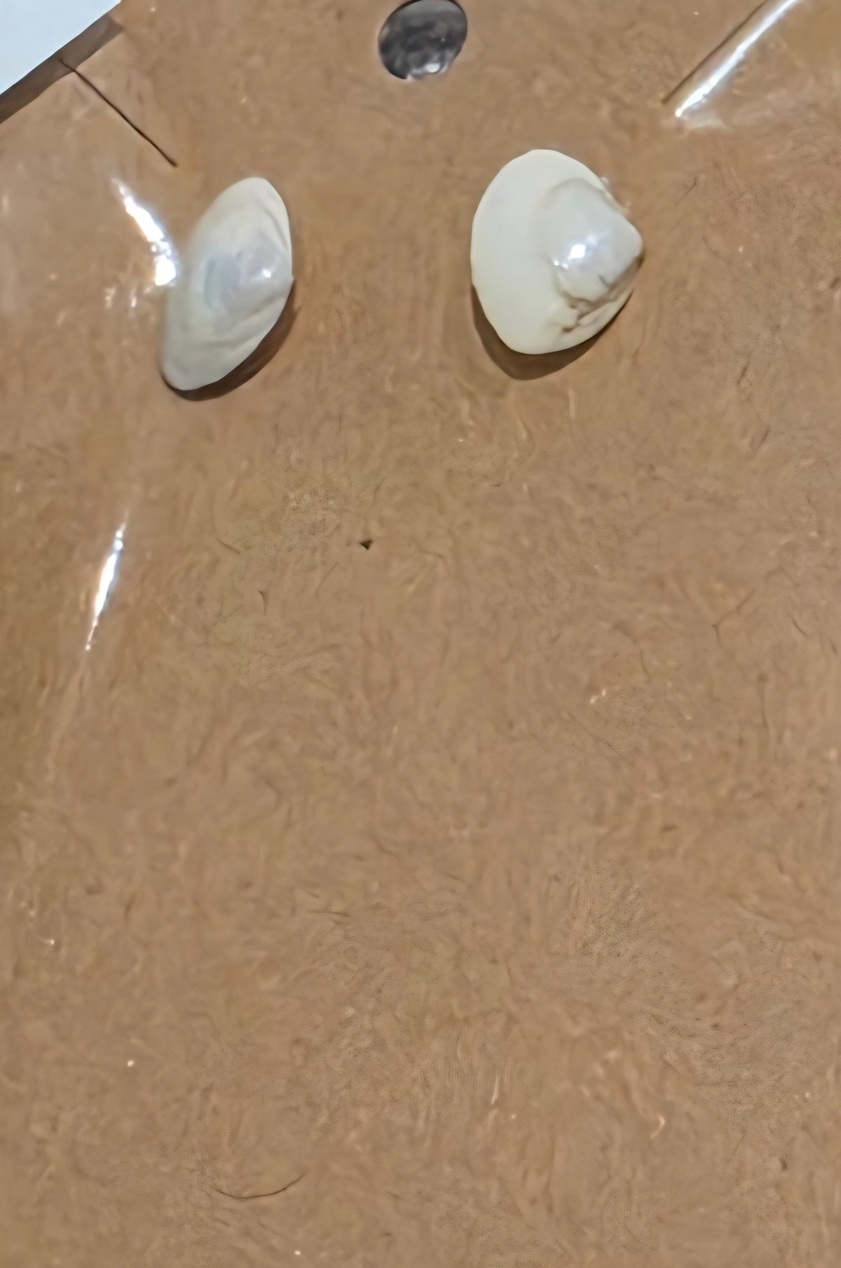 Tiny clam shell Studs by Tonya Arnold