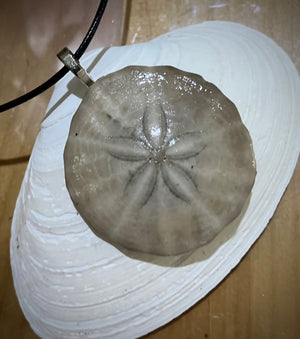Sand dollar necklace black cord by Tonya Arnold