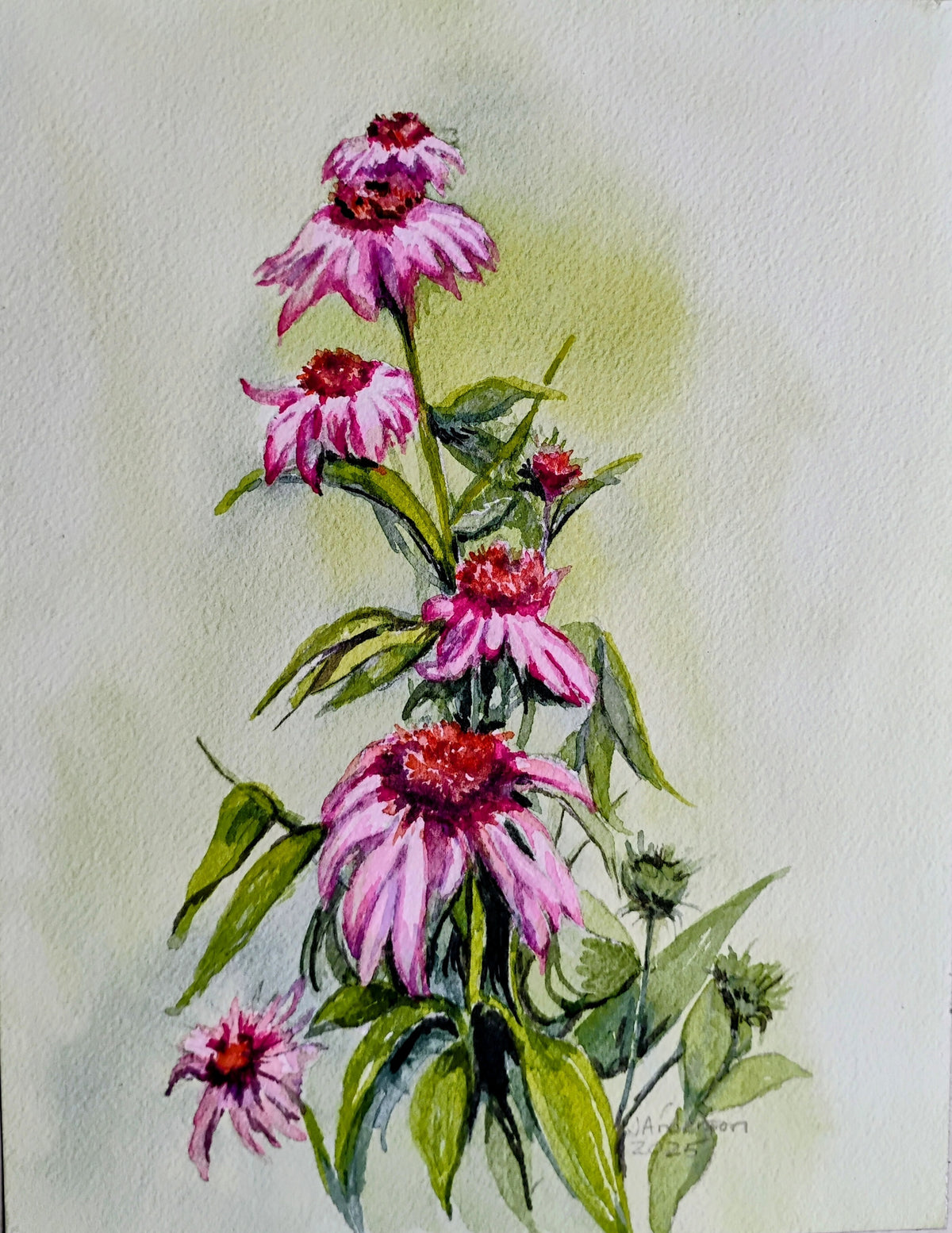 Coneflowers at the YMCA by Joyce Maura Anderson